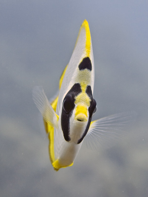 Butterfly Fish, Dogtooth Lair